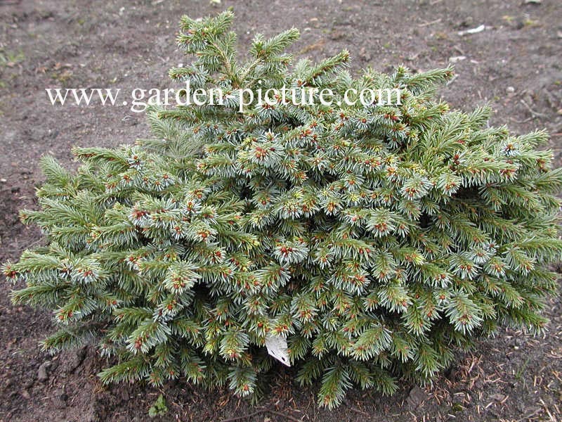 Picea omorika 'Pimoko'