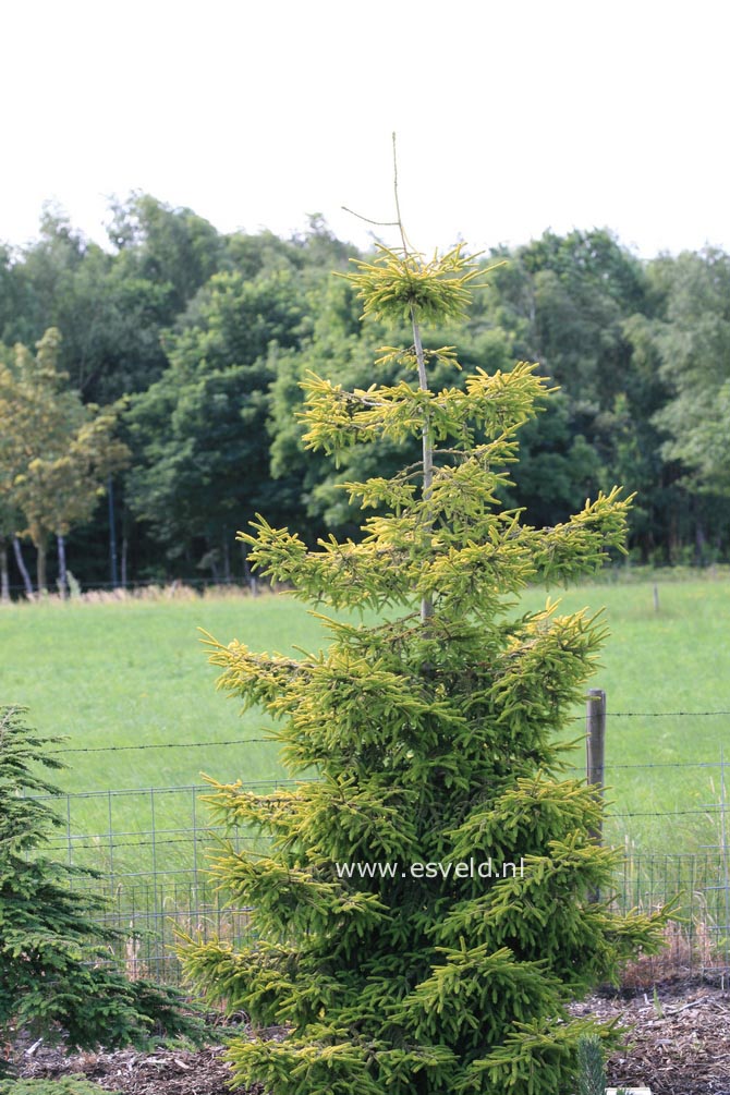 Picea orientalis 'Skylands'