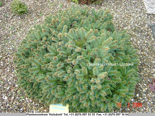 Picea orientalis 'Zillertal'