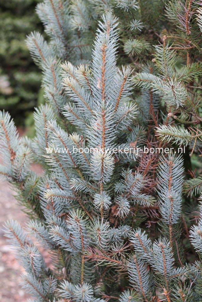 Picea pungens 'Iseli Fastigiate'