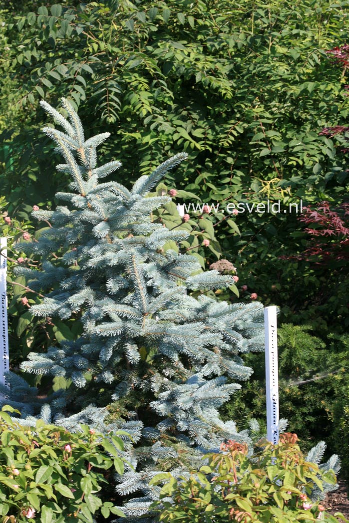 Picea pungens 'Koster'