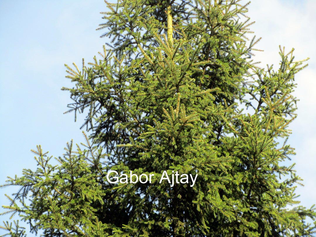 Picea pungens 'Moerheim'