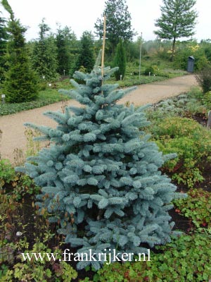 Picea pungens 'Oldenburg' (69318)