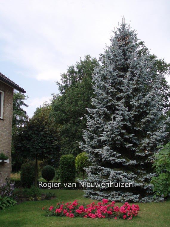 Picea pungens f. glauca