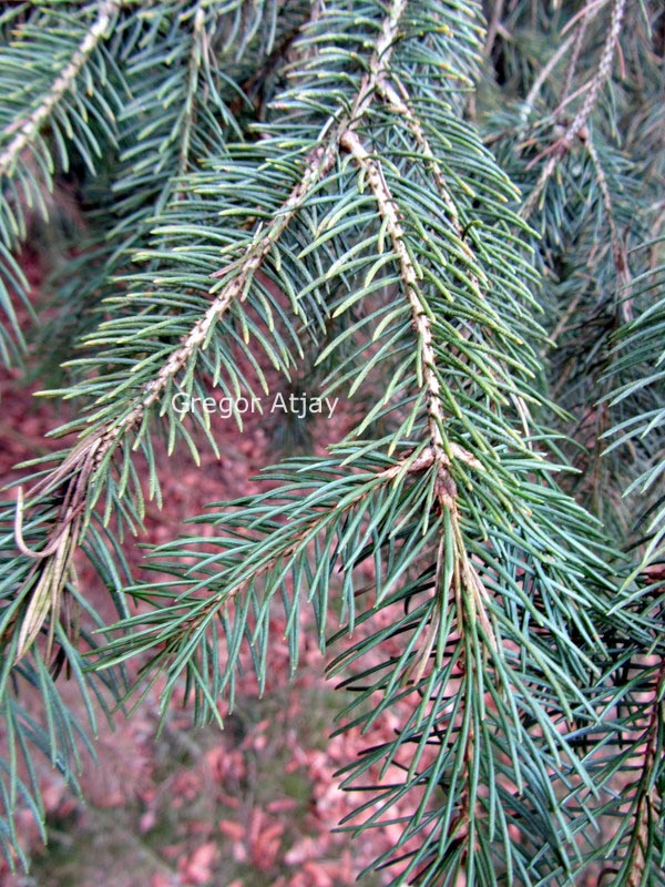 Picea schrenkiana