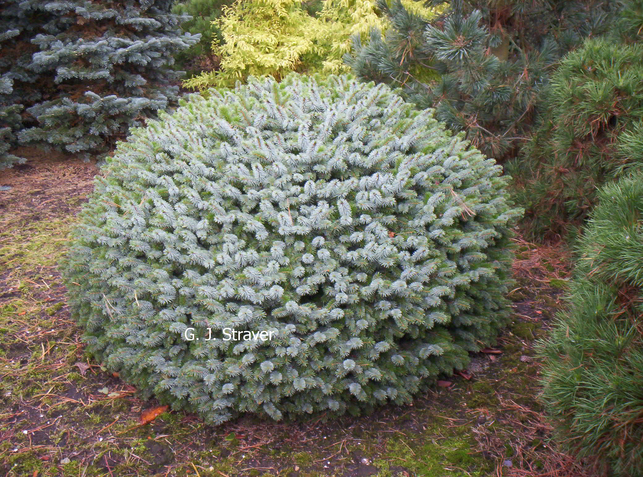 Picea sitchensis 'Tenas'