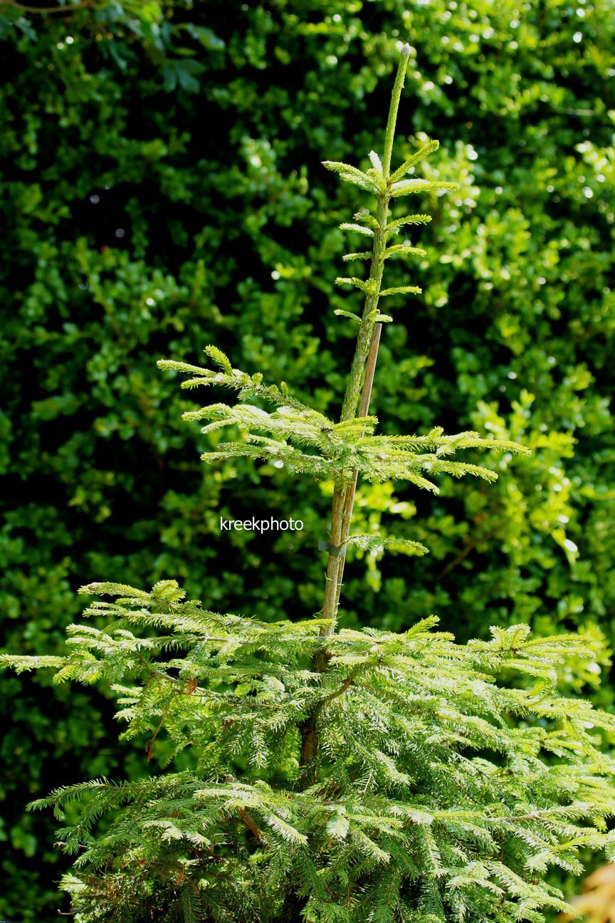 Picea wilsonii