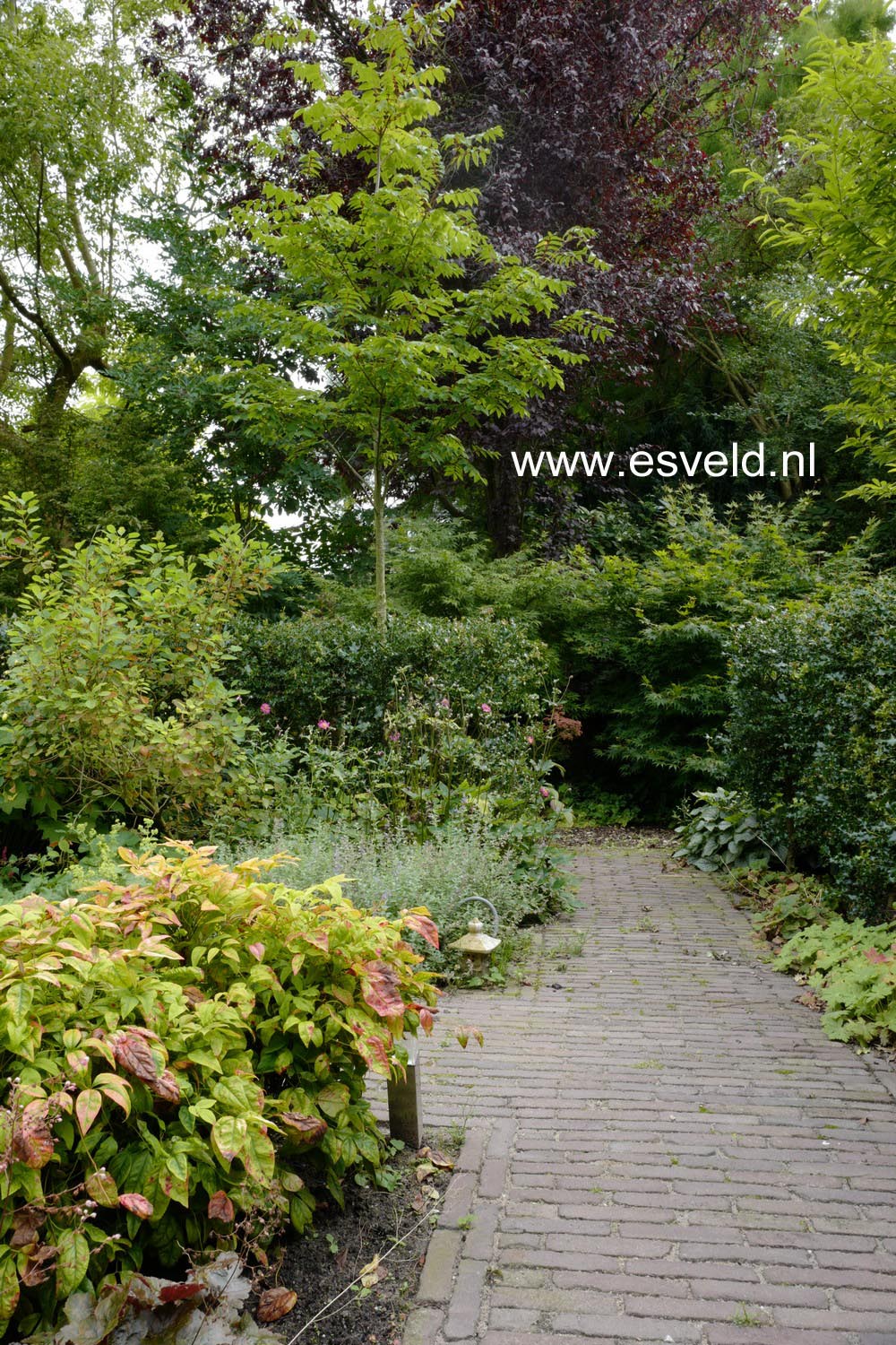 Picrasma quassioides