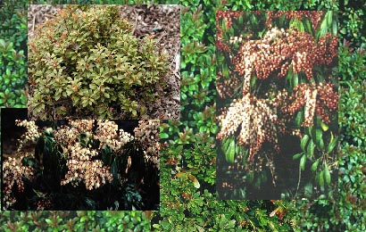 Pieris  Aanbiedingspakket 6 verschillende