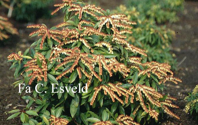 Pieris 'Brouwers Beauty' (1546)