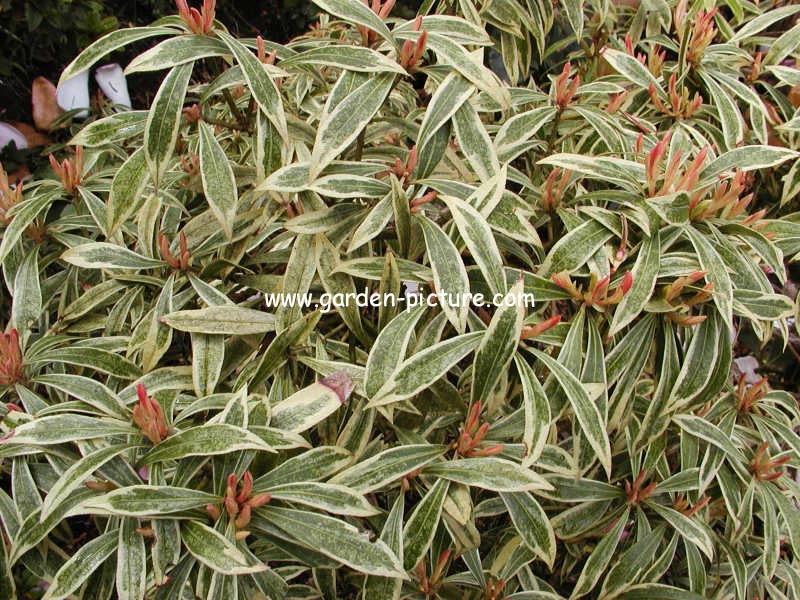 Pieris 'Mouwsvila' (HAVILA)