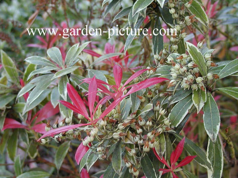Pieris 'Robin's Wood'