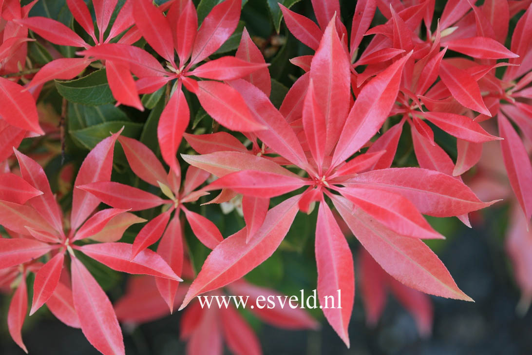 Pieris 'Valley Fire'
