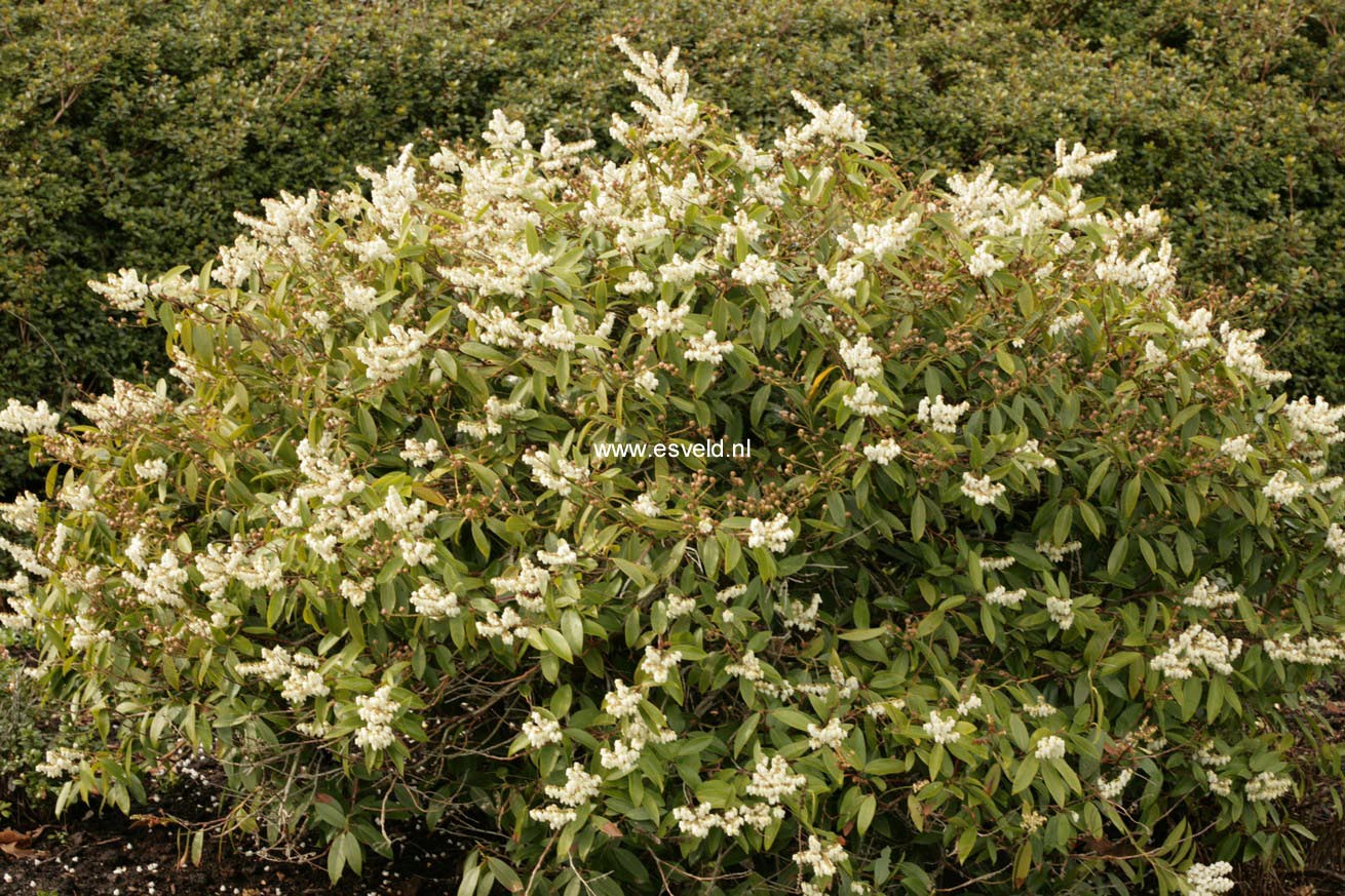 Pieris floribunda