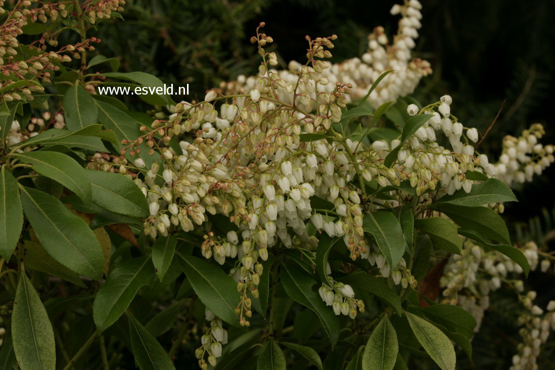 Pieris formosa forrestii 'Jermyns'