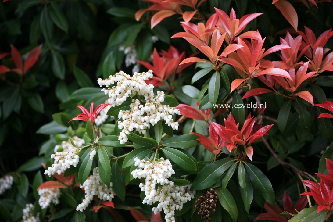 Pieris formosa forrestii