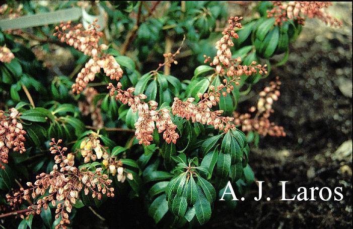 Pieris japonica 'Blush'