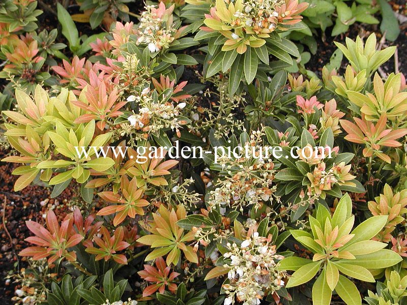Pieris japonica 'Chaconne' (89091)