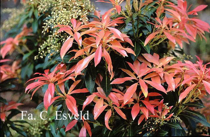 Pieris japonica 'Elaine'