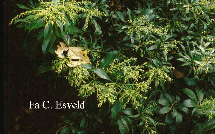 Pieris japonica 'Epstein'