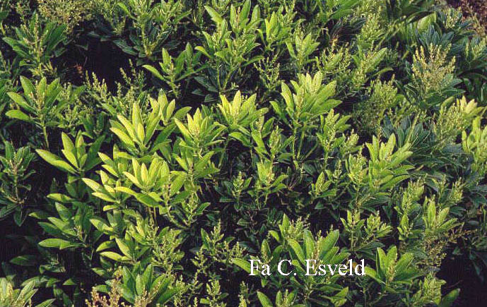 Pieris japonica 'Fuga' Pieris japonica 'Fuga'