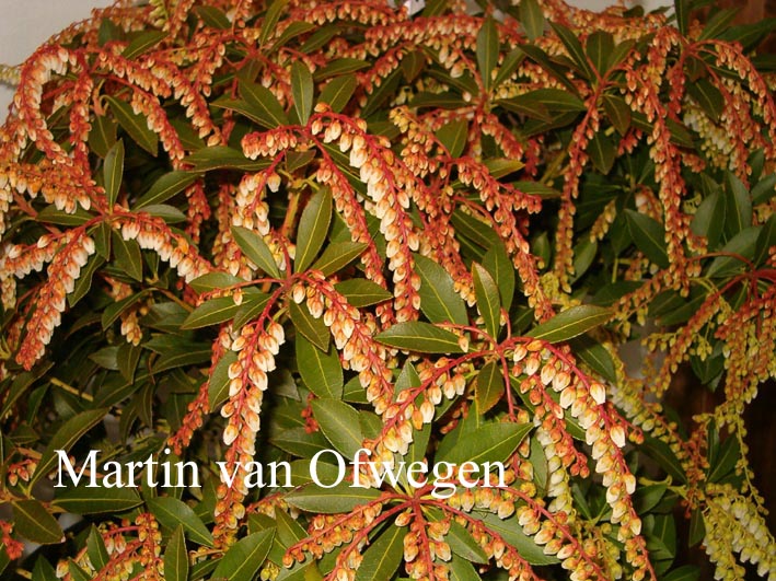 Pieris japonica 'Grayswood'