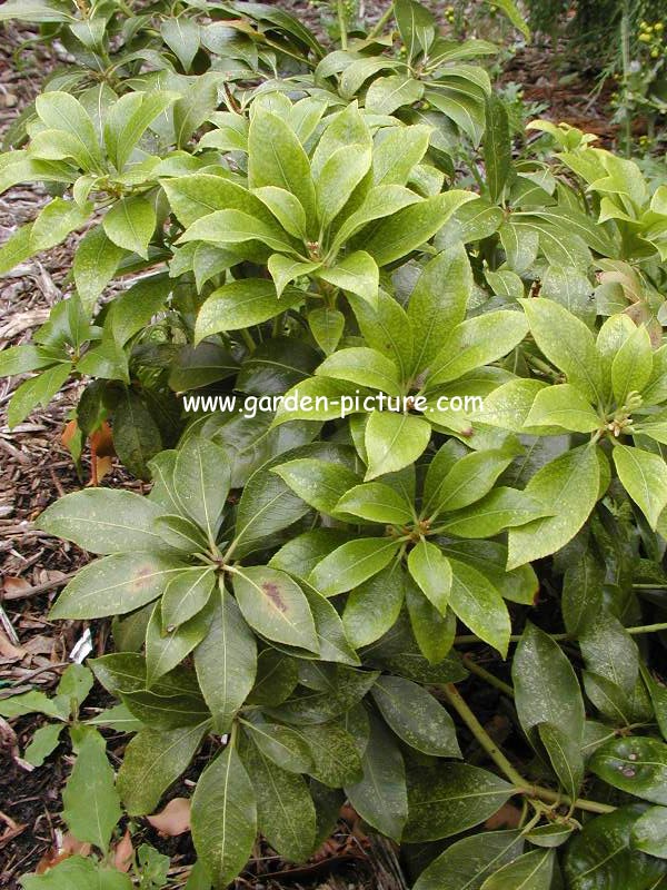 Pieris japonica 'Iseli Scarlet' Pieris japonica 'Iseli Scarlet'