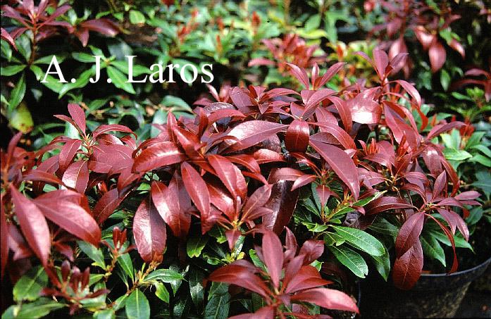 Pieris japonica 'Katsura'