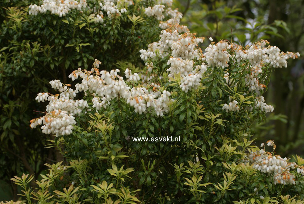 Pieris japonica 'Minor'