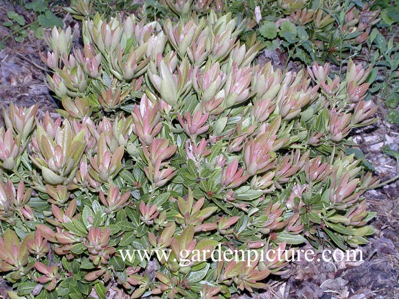 Pieris japonica 'Mousehole'