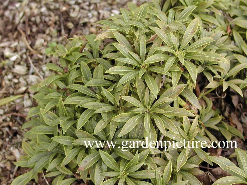 Pieris japonica 'Nocturne' (65277)