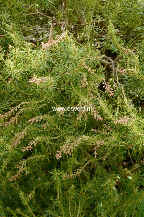 Pieris japonica 'Pygmaea'