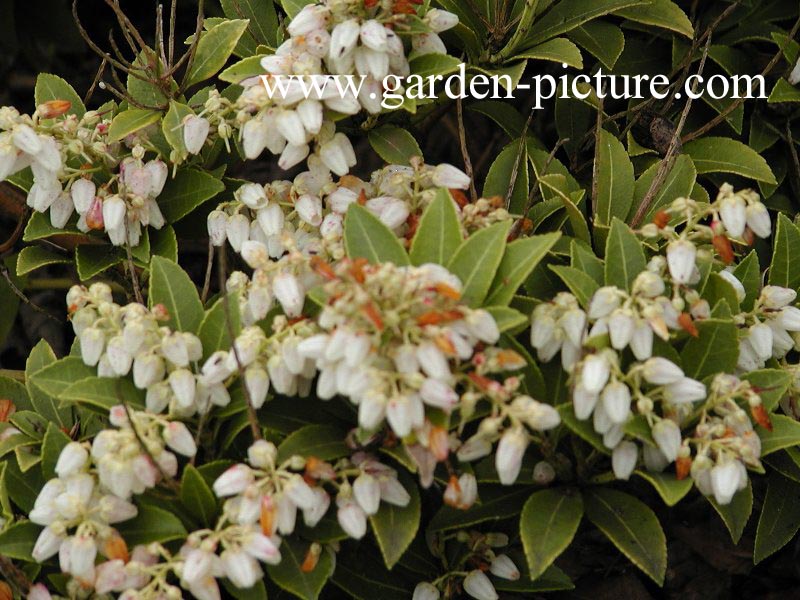 Pieris japonica 'Rondo'