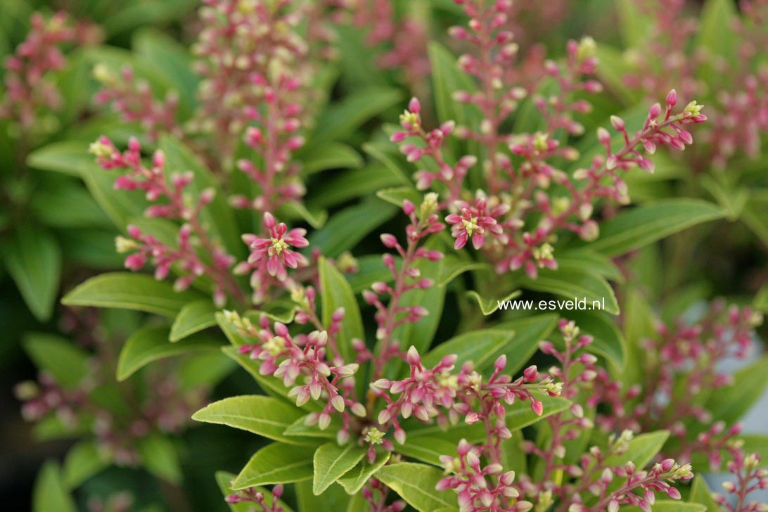 Pieris japonica 'Scherzo'