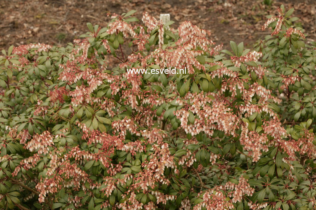 Pieris japonica 'Select'