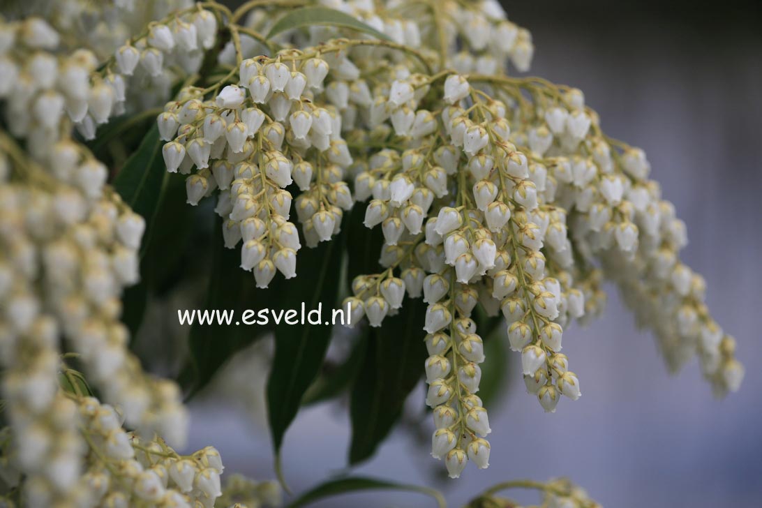 Pieris japonica 'Weeping Groom'