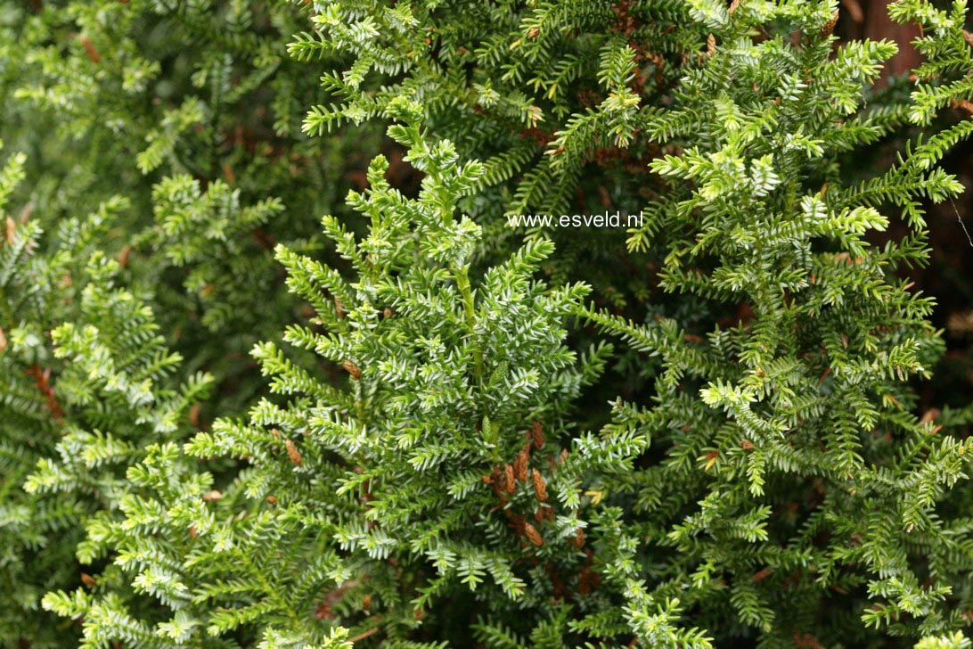 Pilgerodendron uviferum