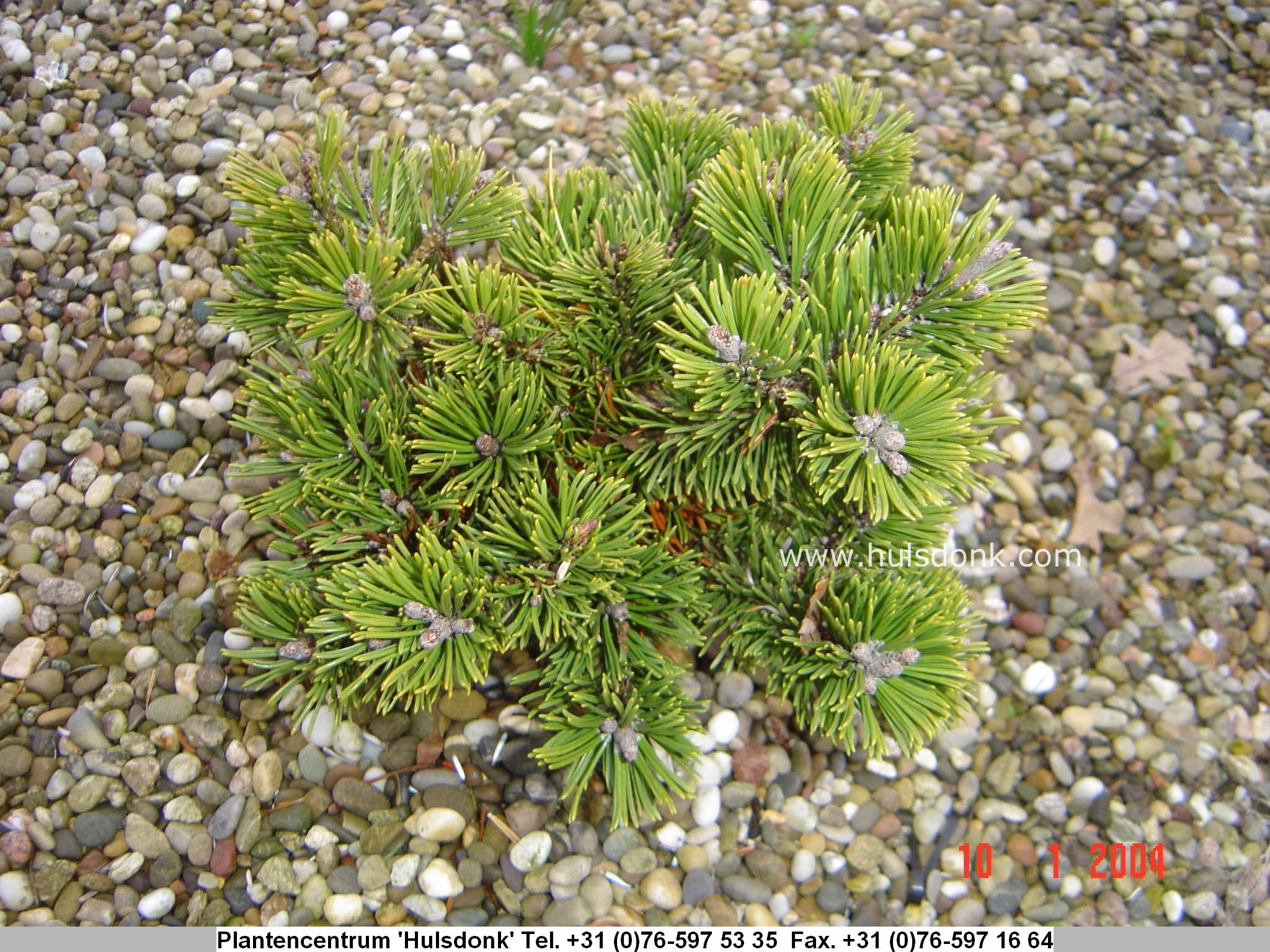 Pinus aristata 'Sherwood Compact'