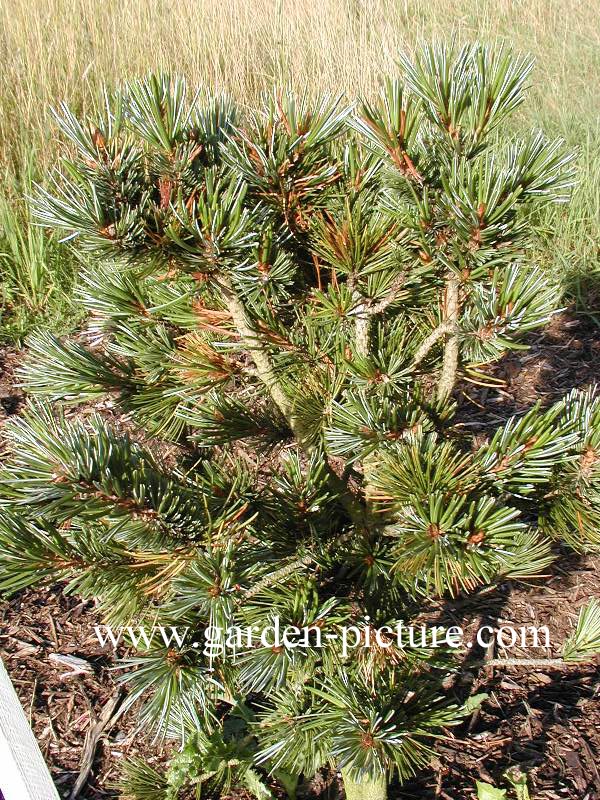 Pinus balfouriana Pinus balfouriana