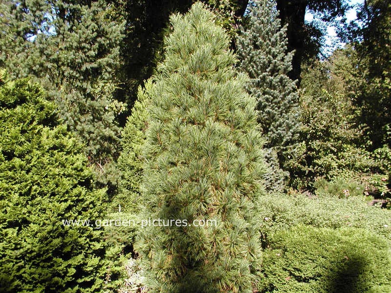 Pinus cembra 'Stricta'
