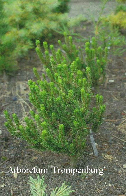Pinus contorta 'Spaan's Dwarf'