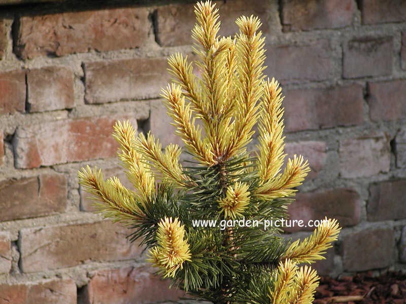 Pinus contorta 'Taylor's Sunburst'
