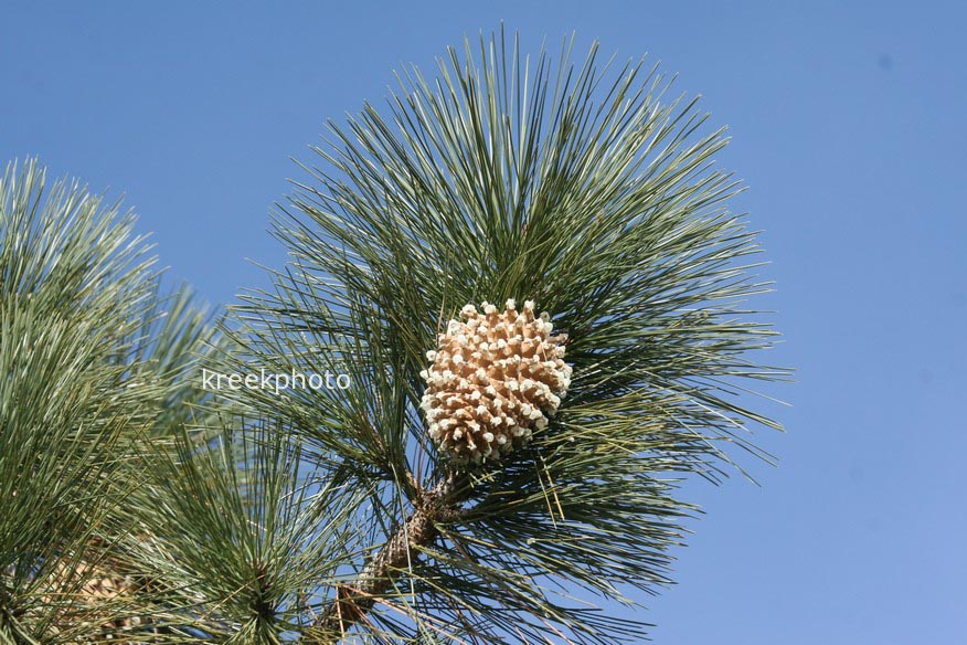 Pinus coulteri