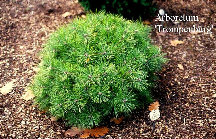 Pinus densiflora 'Jane Kluis' (50382)