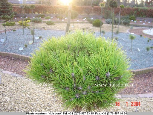 Pinus densiflora 'Meylan Compact' Pinus densiflora 'Meylan Compact'