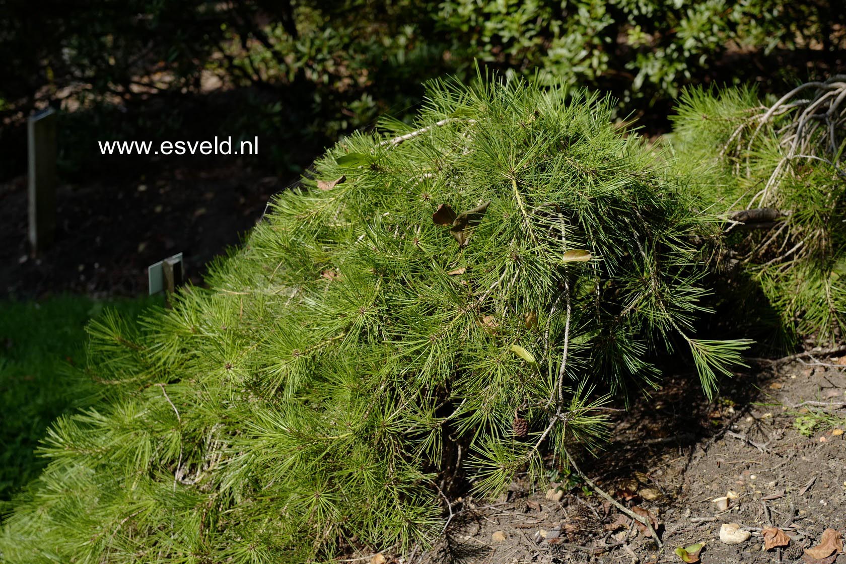Pinus densiflora 'Pendula'