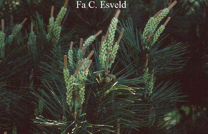 Pinus densiflora 'Umbraculifera'