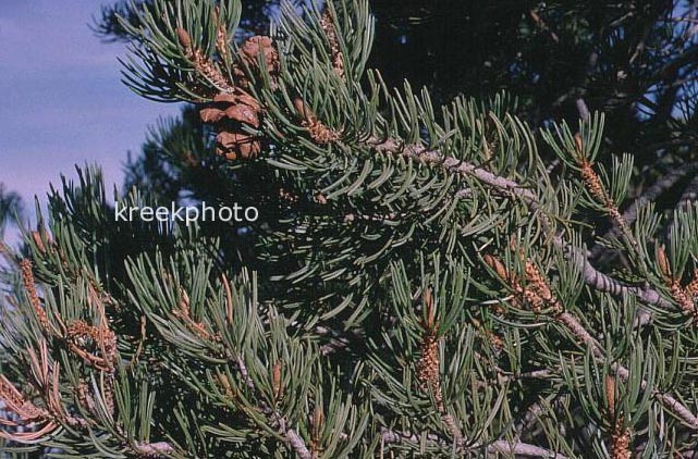 Pinus edulis