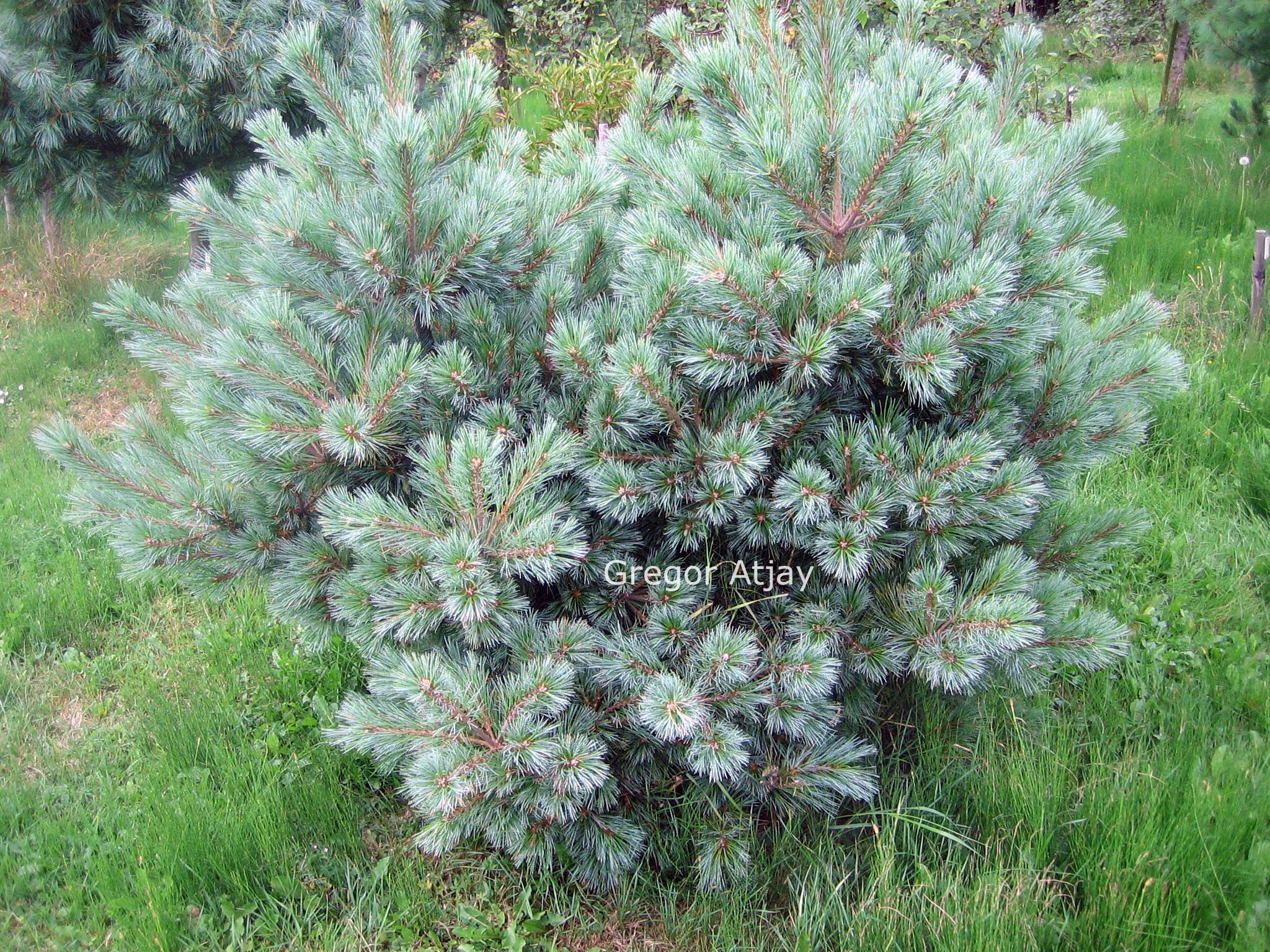 Pinus flexilis 'Pygmaea'