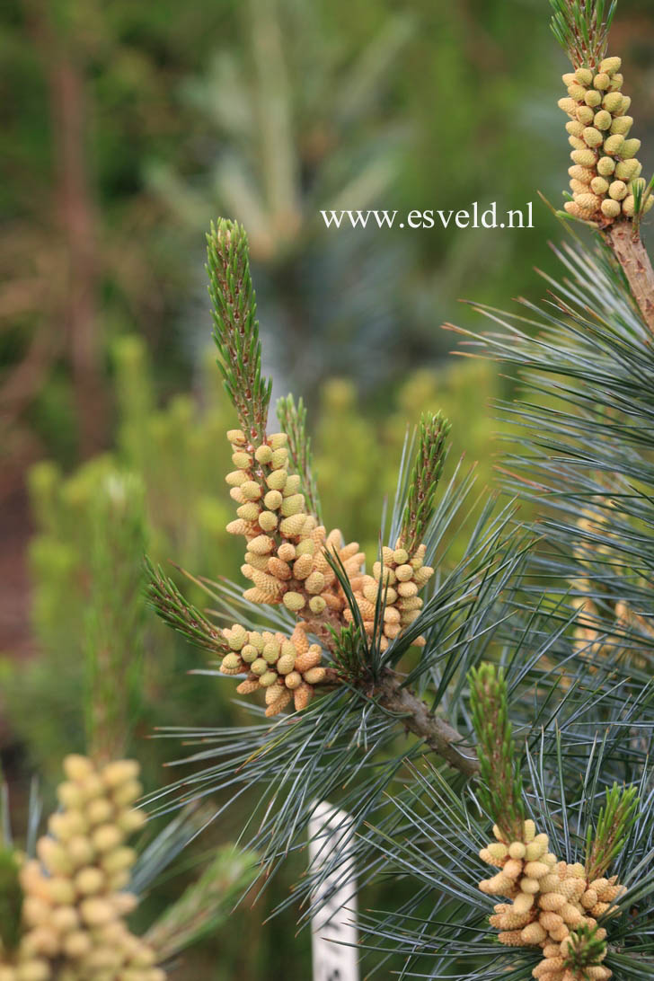 Pinus flexilis 'Tiny Temple'